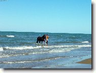 kr�sn� tmav� plavec - kon�k