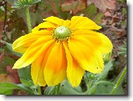 slun��ko v zahr�dce