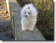 r�da chod�m po z�dce