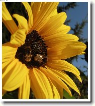 V�el� br�kov�