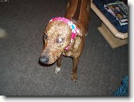 Mazl�k a� po u�i