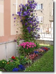Letn� kv�tiny
