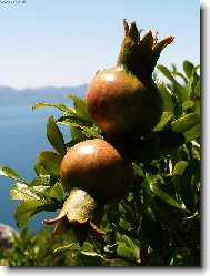 Gran�tov� jablka