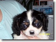 Akim spapal bob�ka