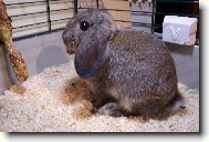 Kr�li�ice Baru�ka