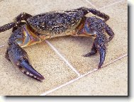 Krab�k Chorvatsko