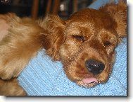 Jaksi spokojen� spink�m