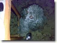 Chce te m�... Ja vas ne... Mam sv�ho p�n��ka..