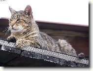 Profesion�ln� pohled do d�li