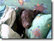 v���lik� �nava