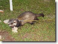 Fre��k Dav�dek