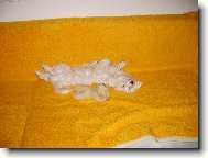 Takhle spink� spravn� pejsek