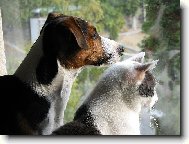 Pejsek Hugo s ko�kou Pepinou