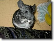 Obl�ben� m�amka