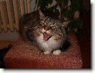 Sult�nek �elmi�ka