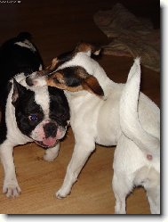 Hr�tky s Bugghinkou..