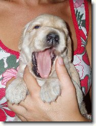 N� bobek z�v� !!!