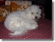 M�ouraj�c� Am�k