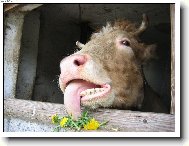 M�m hrozn� hlad!!!!!!!