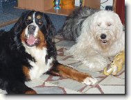 Puberta+zral� v�k