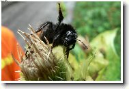 Krkono�sk� �melda