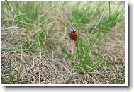 Slun��ko na Lys� ho�e