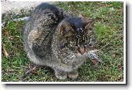 voln� pob�haj�c� micka