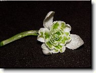 Plnokv�t� sn�enka