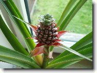 vyp�stovali jsme si Ananas