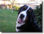 Elisa ze Stam��ic