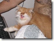 Pum�k za��n� surfovat - je�t� pod dohledem