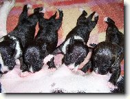 A tak �ivot za��n� !!!