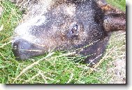 odpoledn� siesta v tr�v�.....