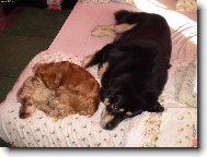 tibetsk� doga a kokr�pan�l