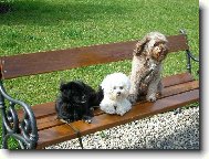 Brunt�lsk� Vo��ek