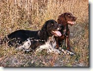 Benji a jeho kamar�dka Dona :)