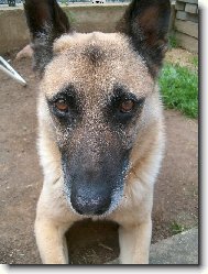 "M�j t�ta osel" :-)