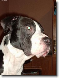 tady jsem p�nem J�!