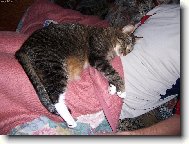 m�j nejobl�ben�j�� pol�t��ek