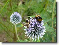 �mel�k a vosa sn�daj�