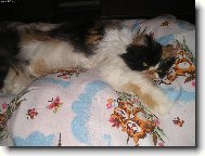 Moje ko�i�k���