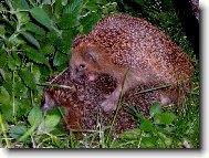 Ouvej to to p�ch�...