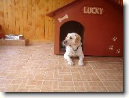 ve sv�m kr�lovstv�