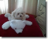 J� a medv�dek P�