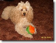 N� pudl��ek Kess��ek