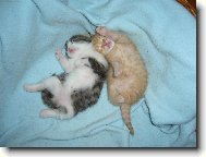 maxim�ln� pohoda