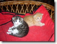 m�s��n� kuli�ky