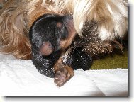 jork���� miminko