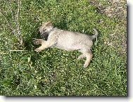 no co ukousl jsem si l�stek od kyti�ky