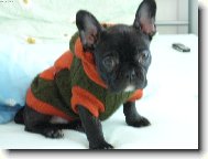Ven�en�
